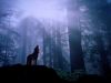 wolf_howling_in_forest_1024.jpg