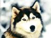 wolf_in_snow_1024.jpg