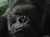 49-king-kong.jpg