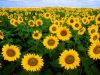 sunflowerb.jpg