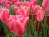 tulipsb.jpg