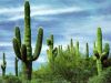 cactus_001.jpg