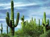 cactusb.jpg