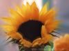 sunflower_004a_jpeg.jpg