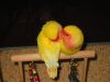 budgies_1024.jpg