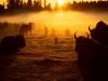 460099_-_buffalo_at_sunrise,_washington_state.jpg