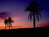 790045_-_semi-tropical_sunset,_arizona.jpg