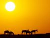at_golden_dawn,_topi_antelope.jpg