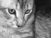 cat_17.jpg