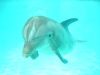 dolphin_4.jpg