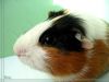 guinea_pig_2.jpg