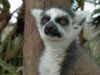 lemur_1.jpg