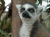 Filename=lemur_1.jpg
Filesize=154KiB
Dimensions=1024x768
Date added=Jun 20, 2008 lemur_1.jpg