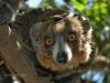 Filename=lemur_2.jpg
Filesize=164KiB
Dimensions=1024x768
Date added=Jun 20, 2008 lemur_2.jpg