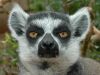 Filename=lemur_3.jpg
Filesize=158KiB
Dimensions=1024x768
Date added=Jun 20, 2008 lemur_3.jpg