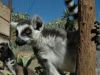 Filename=lemur_4.jpg
Filesize=156KiB
Dimensions=1024x768
Date added=Jun 20, 2008 lemur_4.jpg