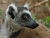 Filename=lemur_5.jpg
Filesize=161KiB
Dimensions=1024x768
Date added=Jun 20, 2008 lemur_5.jpg