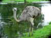 Filename=ostrich_1.jpg
Filesize=195KiB
Dimensions=1024x768
Date added=Jun 20, 2008 ostrich_1.jpg