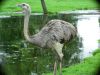 Filename=ostrich_2.jpg
Filesize=196KiB
Dimensions=800x600
Date added=Jun 20, 2008 ostrich_2.jpg