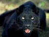 Filename=panther_4.jpg
Filesize=83KiB
Dimensions=1024x768
Date added=Jun 20, 2008 panther_4.jpg