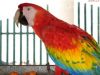 parrot_3.jpg