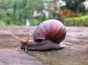 snail_1.jpg