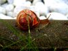snail_2.jpg