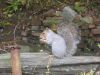 squirrel_4.jpg