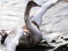 swan_5.jpg