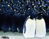 march_of_the_penguins_3.jpg