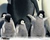 march_of_the_penguins_5.jpg