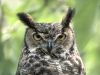 owl-768.jpg