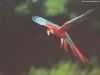 macaw.jpg