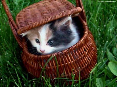 Click to view full size image