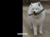 Filename=samoyed_002.jpg
Filesize=88KiB
Dimensions=1024x768
Date added=Dec 30, 2006 samoyed_002.jpg