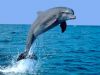 dolphin1b.jpg