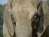 elephants_001.jpg