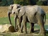 elephants_002.jpg