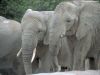 elephants_003.jpg