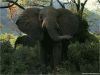 elephants_006.jpg