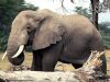 elephants_009.jpg