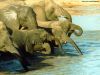 elephants_010.jpg