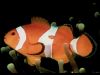 clownfish1b.jpg