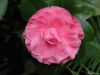 camellia-768.jpg