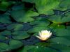 lilypads.jpg