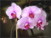 pink-orchids-768.jpg