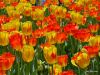 tulips2-768.jpg