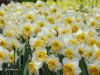 whitejonquils-768.jpg