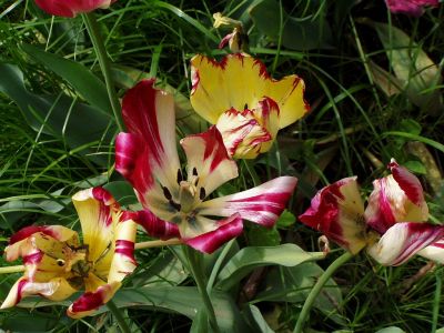 Click to view full size image